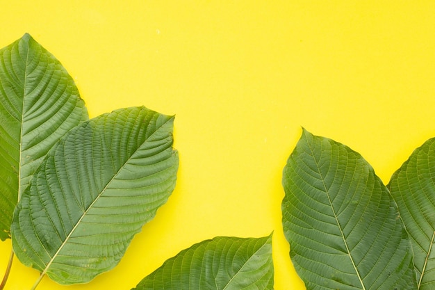 Mitragyna speciosa, frische Kratomblätter auf gelbem Hintergrund.