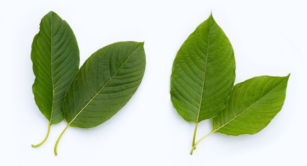 Mitragyna speciosa, frische Kratomblätter auf weißem Hintergrund