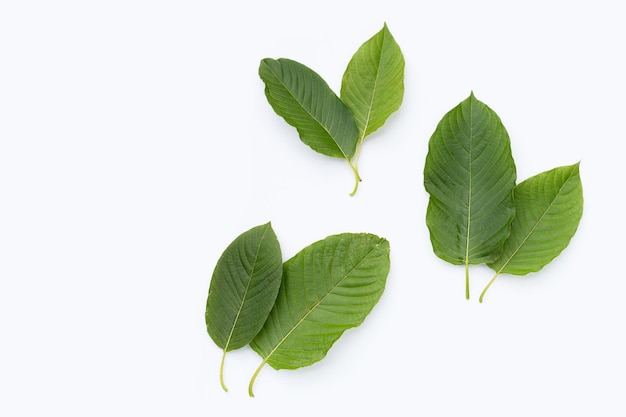 Mitragyna speciosa, frische Kratomblätter auf weißem Hintergrund