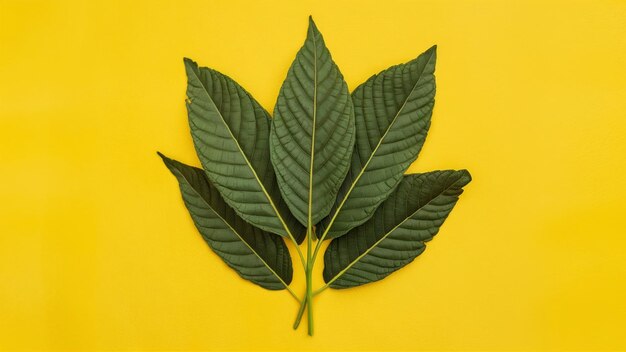 Mitragyna speciosa hojas frescas de kratom sobre un fondo amarillo