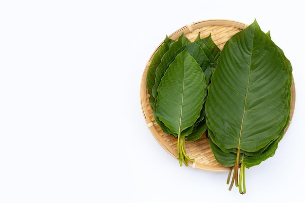 Mitragyna speciosa, hojas de kratom fresco sobre fondo blanco.