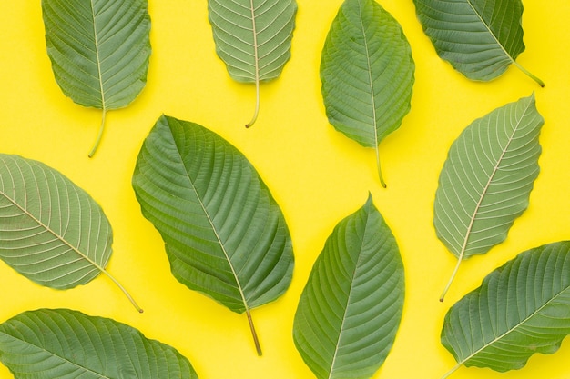 Mitragyna speciosa, kratom fresco hojas sobre fondo amarillo