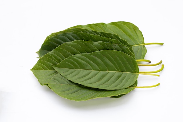 Mitragyna speciosa, kratom fresco hojas sobre fondo blanco.