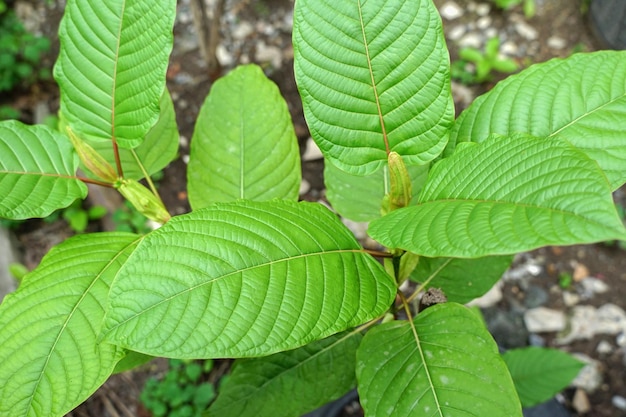 Mitragyna speciosa Kratom Kratom ist ein thailändisches Kraut, das die Gesundheit fördert