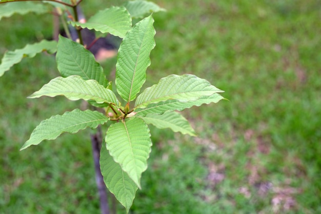 Mitragyna speciosa o planta de kratom en el jardín