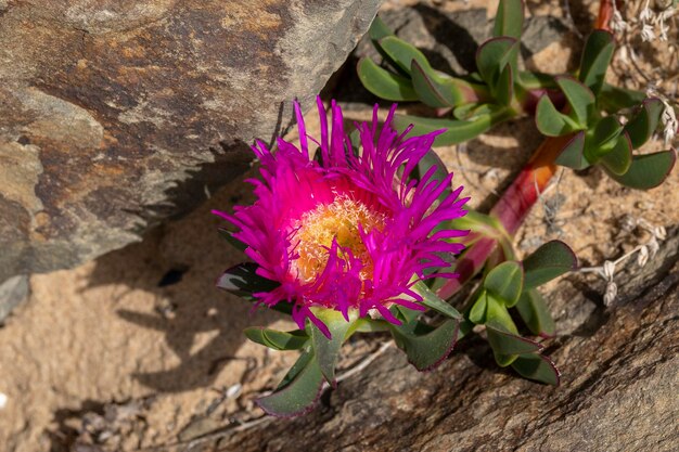 Mittagsblume Carpobrotus chilensis als Hintergrund