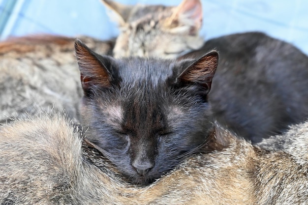 Mittagsschlaf einer Hofkatze