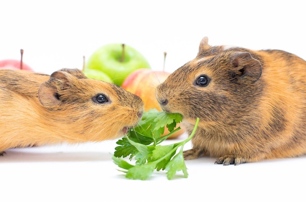 Mittagszeit Lustiges Meerschweinchenporträt über weißem Hintergrund