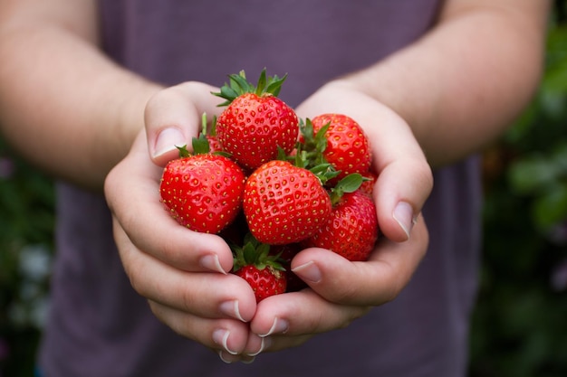 Mittelabschnitt einer Frau, die Erdbeeren hält
