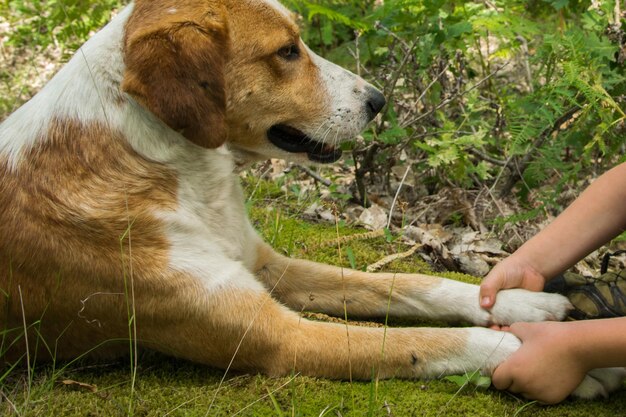 Foto mittelabschnitt einer frau mit einem auf dem gras entspannenden hund