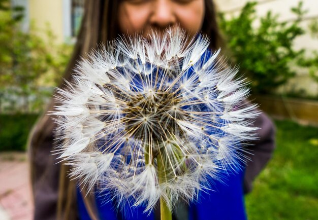 Mittelabschnitt einer Frau mit Löwenzahnblüte