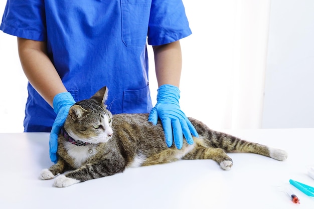 Mittelabschnitt einer Katze mit Händen