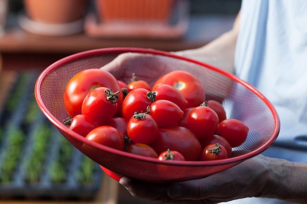 Mittelabschnitt einer Person, die Tomaten hält