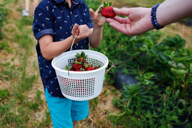 Foto mittelabschnitt eines jungen, der eine erdbeere von einem mann auf einer farm erhält