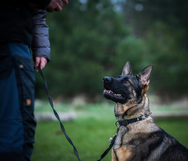 Foto mittelabschnitt eines mannes mit hund vor verschwommenem hintergrund