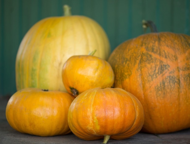 Mittelgroße orange Kürbis-Sammlung von Futter in ihrem Sommerhaus für herbstliche Kürbislaternen und zum Kochen