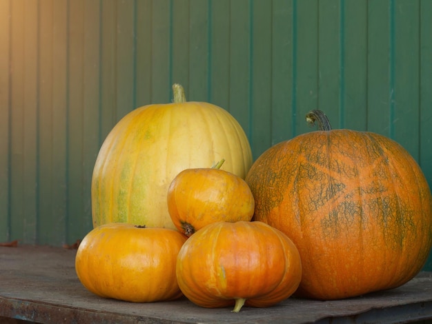 Mittelgroße orangefarbene Kürbisse Sammlung von Futter in ihrem Sommerhaus für Herbstdekor Kürbis