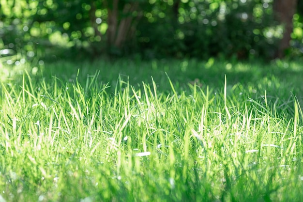 Mittelhohes grünes Gras mit Sonnenstrahlen beleuchtet mit verschwommenen Grashalmen vorne und hinten Waldwiese für wilde Spaziergänge und Rückkehr zur Natur Umweltfreundlichkeit