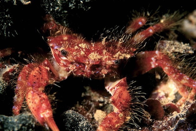 Foto mittelmeer, uw-foto, kleine rote krabbe – film-scan