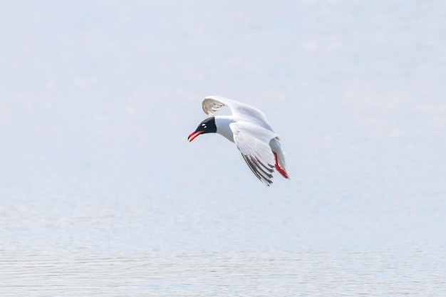 Mittelmeermöwe fliegt über das Wasser