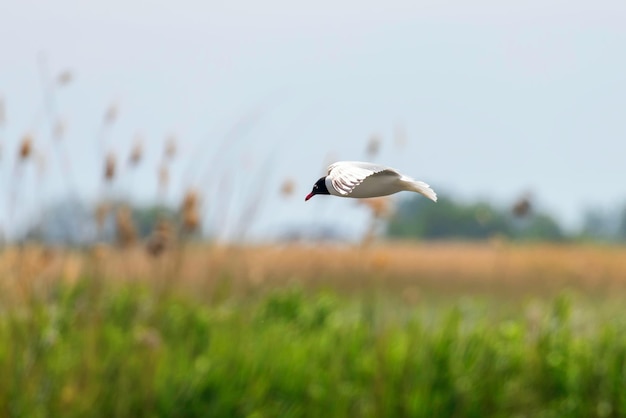 Mittelmeermöwe im Flug mit Wildnishintergrund