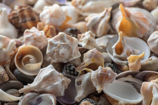 Mittelmeermuscheln, die am Strand von Zypern gesammelt wurden 8