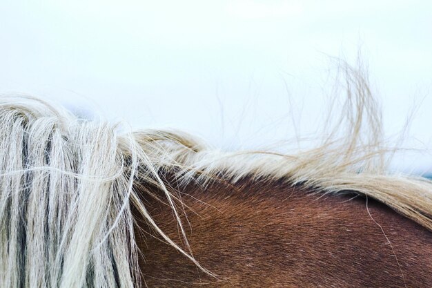 Foto mittelteil eines pferdes, das gegen den himmel steht
