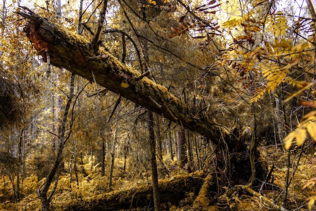 Mitten im herbstlichen Wald. Sonne scheint durch bunte Blätter.