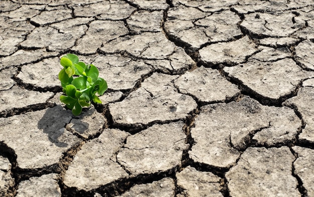 Mitten im trockenen Land wächst eine kleine grüne Pflanze