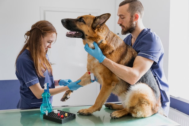 Mittlere Schuss vorsichtig Ärzte helfen großen Hund gesund zu werden