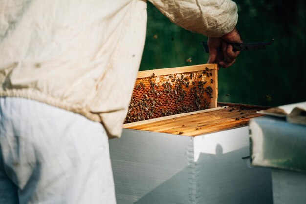 Foto mittlerer abschnitt eines imkers, der einen bienenstock an land untersucht