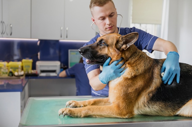 Foto mittlerer schussdoktor, der auf der atmung des hundes überprüft