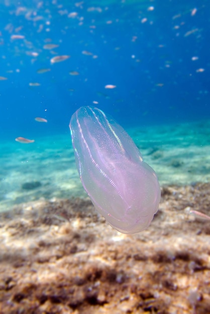 Mnemiopsis leidyi a água-viva de pente verrucoso ou água-viva de noz do mar