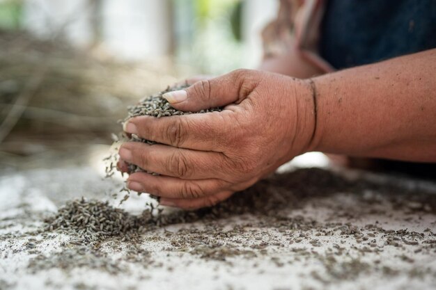 Moagem de plantas secas de lavanda nas mãos de mulheres na fazenda para produtos aromáticos culinários