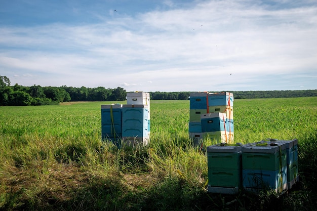 Mobiles Bienenhaus in einem Feld mit Blumen Bienenstöcke im Bienenhaus