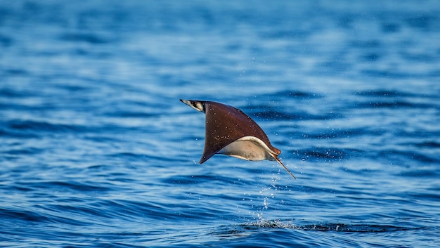 Mobula ray salta da água. México