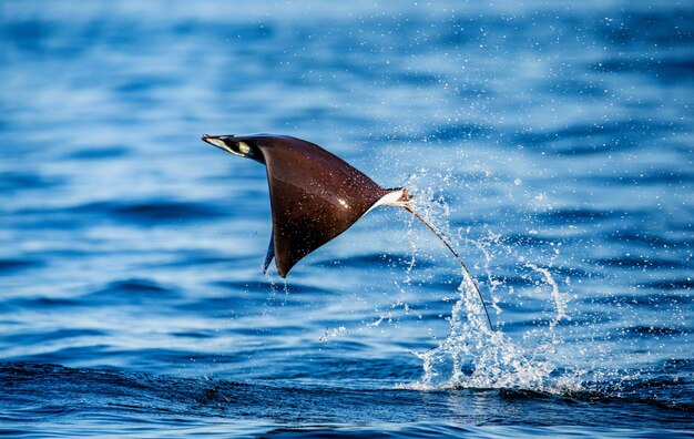 Mobula ray salta da água. méxico