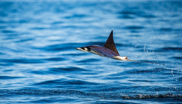 Mobula ray salta da água. México