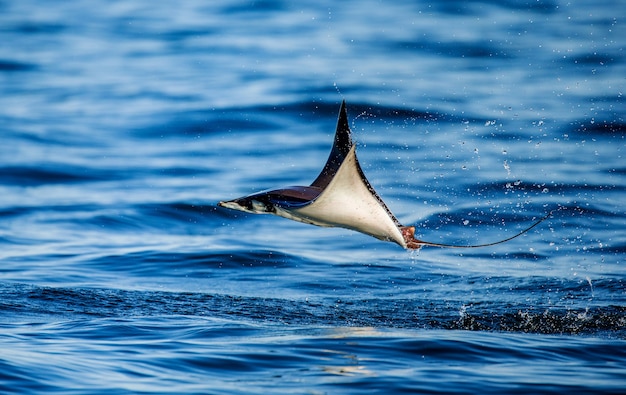 Mobula ray salta da água. méxico