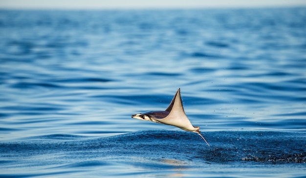 Mobula ray salta da água. méxico