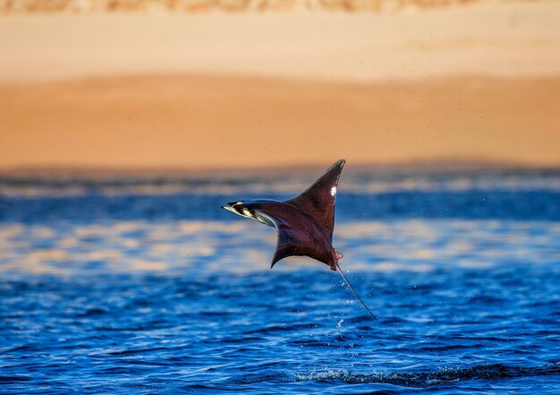 Mobula ray salta da água. México