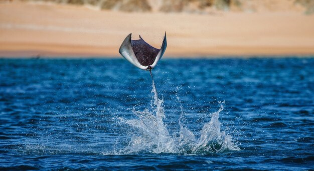 Mobula ray salta da água