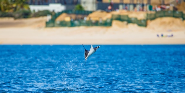 Mobula Ray salta en el fondo de la playa de Cabo San Lucas