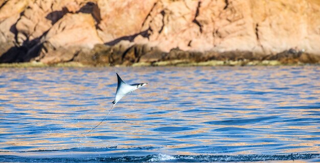 Mobula Ray salta fuera del agua