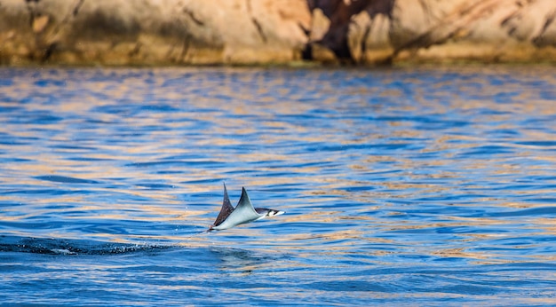 Mobula Ray salta fuera del agua