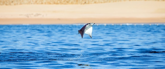 Mobula Ray salta fuera del agua