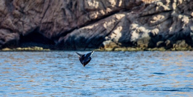 Mobula Ray salta fuera del agua