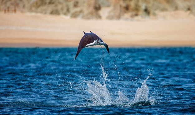 Mobula Ray salta fuera del agua