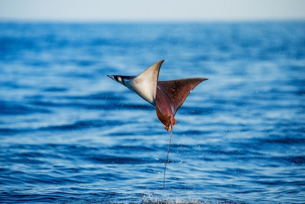 Mobula Ray springt aus dem Wasser. Mexiko