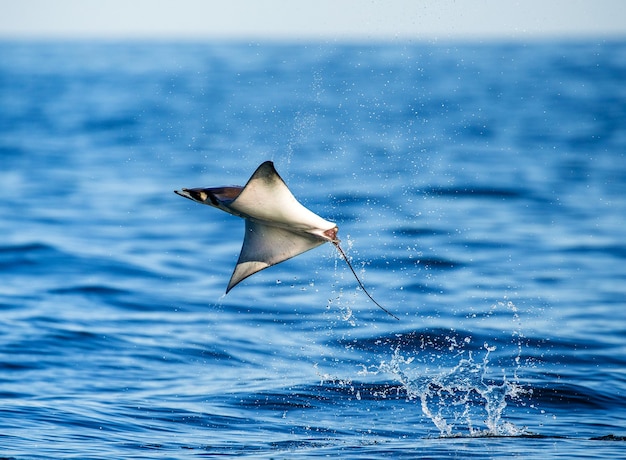 Mobula Ray springt aus dem Wasser. Mexiko